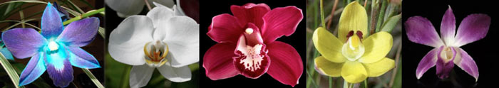 orchids image